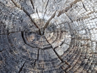 Verwitterter Baumstumpf