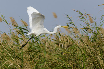 Grande Aigrette,.Ardea alba, Great Egret