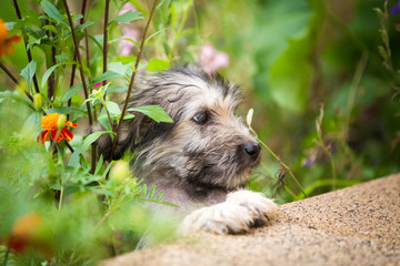 Naklejka na ściany i meble Puppy hiding in the garden 