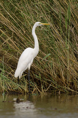 Grande Aigrette,.Ardea alba, Great Egret