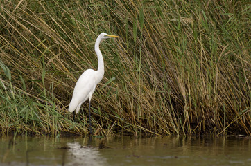 Grande Aigrette,.Ardea alba, Great Egret