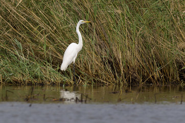 Grande Aigrette,.Ardea alba, Great Egret