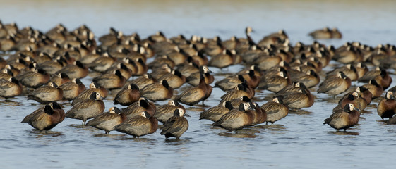 Dendrocygne veuf,.Dendrocygna viduata, White faced Whistling Duck