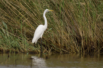 Grande Aigrette,.Ardea alba, Great Egret