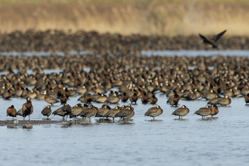 Dendrocygne veuf,.Dendrocygna viduata, White faced Whistling Duck