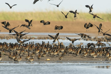 Dendrocygne veuf,.Dendrocygna viduata, White faced Whistling Duck