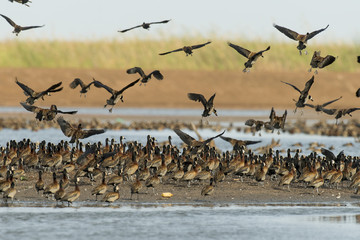 Dendrocygne veuf,.Dendrocygna viduata, White faced Whistling Duck