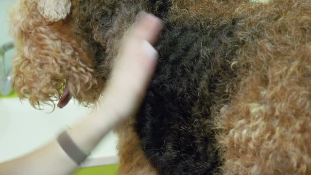 Female groomers grooming an irish terrier dog with an animal brush in hair salon. 4K