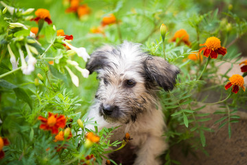 Puppy hiding in the garden
