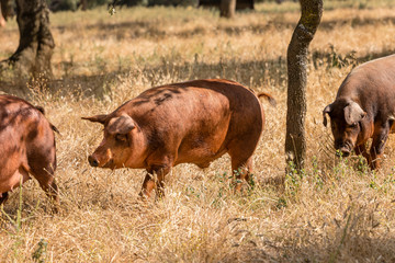 Pig by the fields of Salamanca, Spain, under the summer sun.