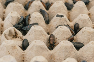 Madagascar cockroaches of different sizes close-up in terrarium.