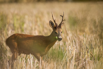 Roe deer