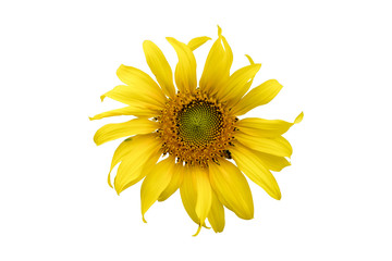 Naklejka premium Sunflower on white background