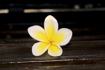 Fototapeta na wymiar Frangipani or plumeria flower on wooden blur style for background,spa concept