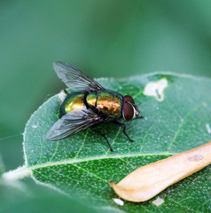 Fliege auf einem Blatt 