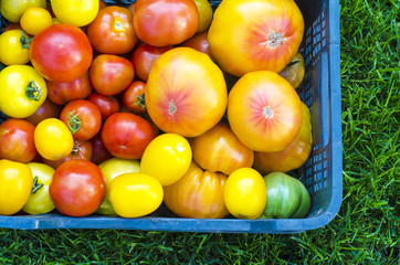 Harvest, mix tomatoes of different varieties and sizes