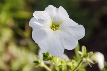 Obraz na płótnie Canvas White Petunia