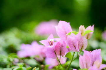 close up pink Lesser bougainvillea (Bougainvillea glabra)