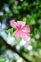 pink hibiscus flower on blurred  background
