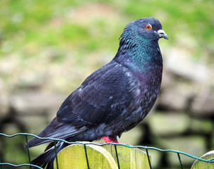 Closeup of a grey pigeon
