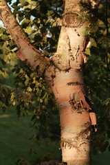Birch tree trunk
