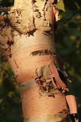 Birch tree trunk closeup
