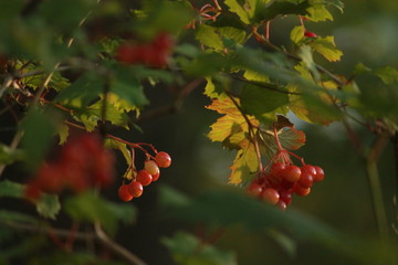 Red berries