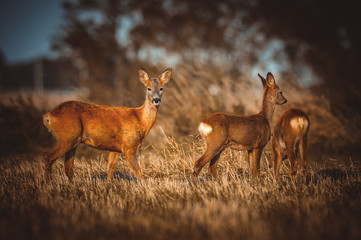Roe deer © gustav