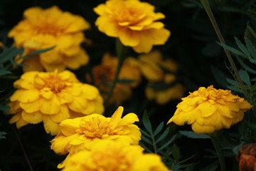 Yellow flowers