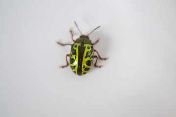 green ladybug on white background