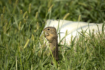 Thirteen-lined Ground Squirrel (Ictidomys tridecemlineatus) feasting on grain grasses in Guthrie Center, Iowa's Riverside Park