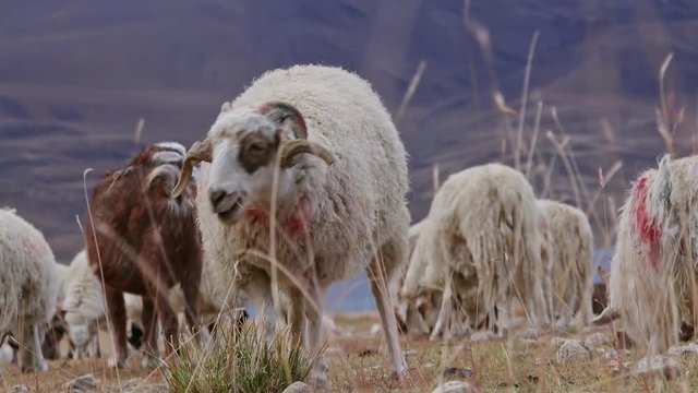 Herd of sheeps and Changthangi or Kashmir Pashmina goats eating herbs against beautiful Himalaya mountains near Tso Moriri lake. Gorgeous domestic animals grazing at Himalayan highlands. Ladakh, India