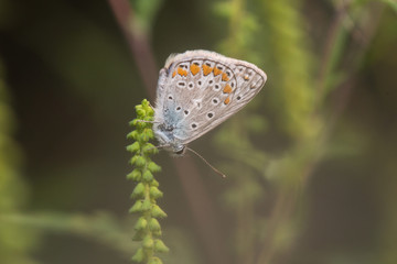 Butterfly - Polyommatus icarus on ambrosia plant.