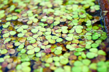 Obraz na płótnie Canvas Small green lotus flower leafs on water surface