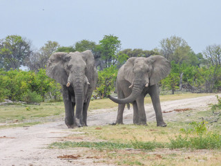 Fototapeta na wymiar African elephants in natural habitat