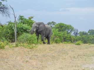 Fototapeta na wymiar African elephants in natural habitat