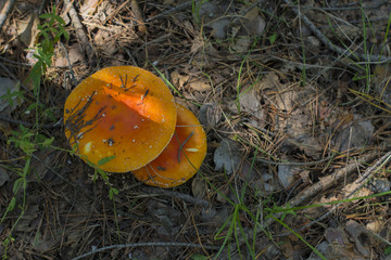 amanita