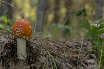 amanita