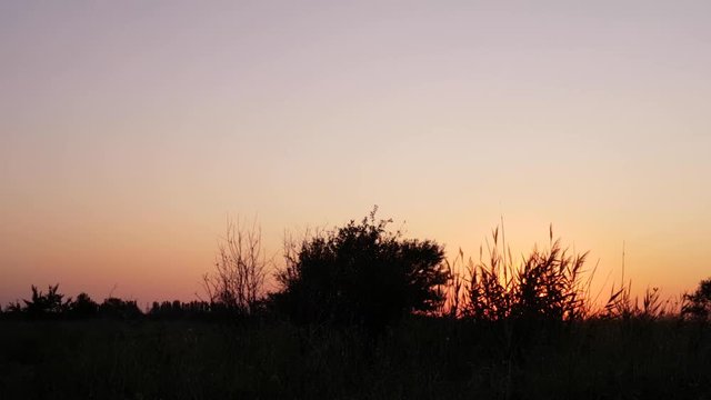 Silhouette of plants in prairies on background of sunse /  Silhouette of plants on sunset/ sunrise in prairies on summer season
