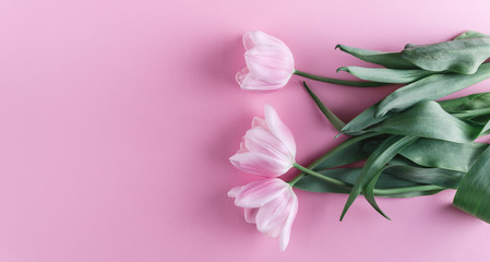 Tulips flowers on pink background. Waiting for spring. Happy Easter card. Flat lay, top view