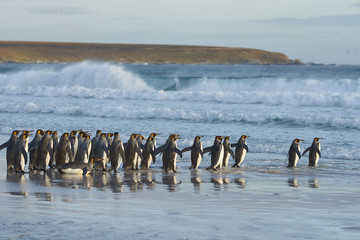 Fototapeta premium Large group of King Penguins (Aptenodytes patagonicus) heading for the sea at Volunteer Point in the Falkland Islands.