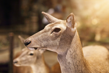 Obraz premium Wild animals exhibition