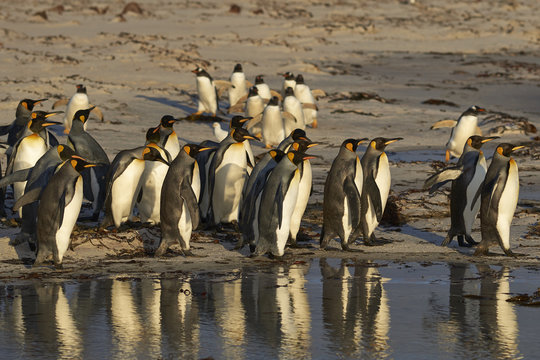 Group of King Penguins (Aptenodytes patagonicus) on the beach at Volunteer Point in the Falkland Islands. Gentoo Penguins (Pygoscelis papua) beyond.