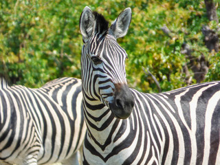 Fototapeta na wymiar African zebra in natural habitat