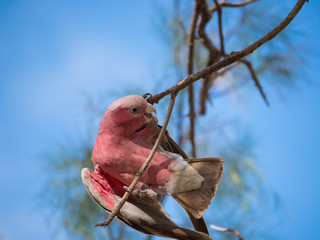 Galah rose-breasted cockatoo, galah cockatoo, pink and grey cockatoo, roseate cockatoo © Christina