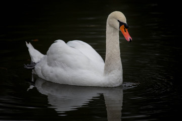 Swan bird on lake