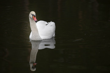 Swan bird on lake