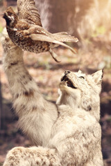 Wild animals exhibition