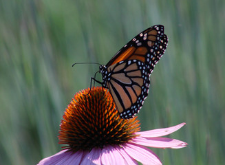 Monarch butterfly feeding on a echinacea flower