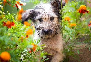 Puppy hiding in the garden
